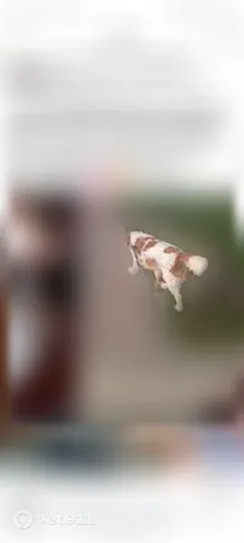 Lost male dog, West Cherokee Street, 206, Springfield — long-haired, white with brown spots - photo