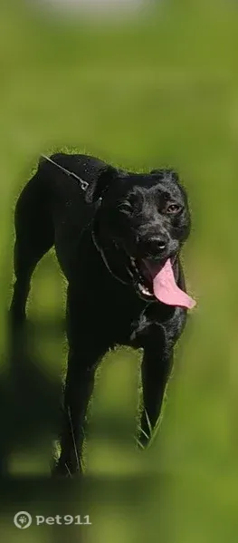 Lost dog, Youngstown, Ohio, Columbus — black Lab - photo