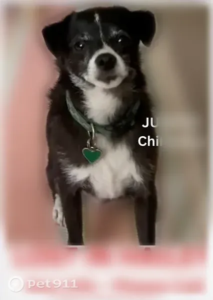 Lost male dog, North River Street, 511, Hailey — collar with tag - photo