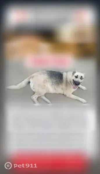 Lost Dog, Q Street, 3301, Bakersfield, Los Angeles — female, large gray German Shepherd Husky mix - photo