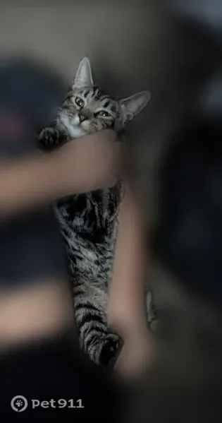 Lost cat, Manny Aguilera Drive, 3104, El Paso — female with black, gray and white fur - photo