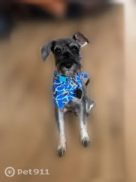 Lost dog, Parkway Drive Northeast, 600, Atlanta, Atlanta — male, blue collar - photo