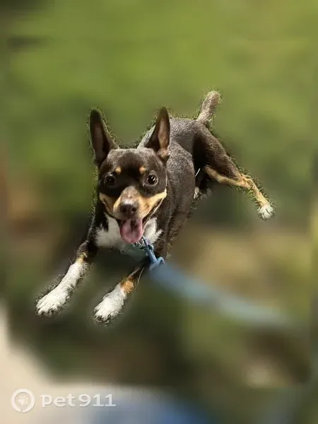 Lost dog, Paseo Yrigoyen, 12917, San Antonio — male, missing Sunday at 5 AM - photo