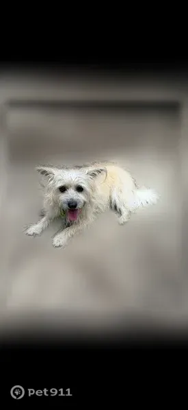 Lost dog, female, Cole Mill Road, 3301, Durham — small tan Cairn Terrier with big ears - photo