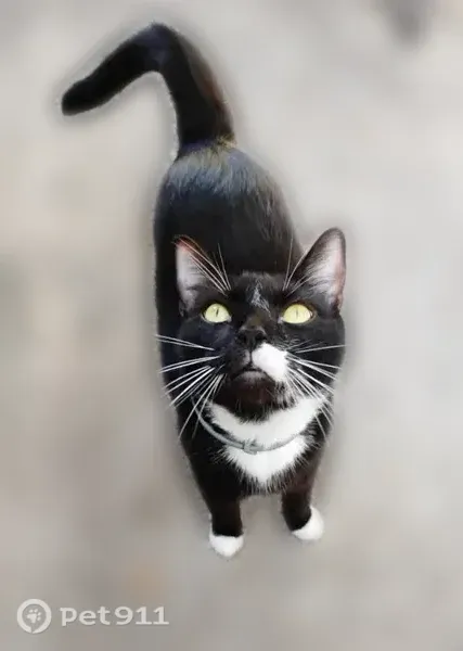 Lost male cat, East Sligh Avenue, 2761, Tampa — distinctive half-moustache - photo