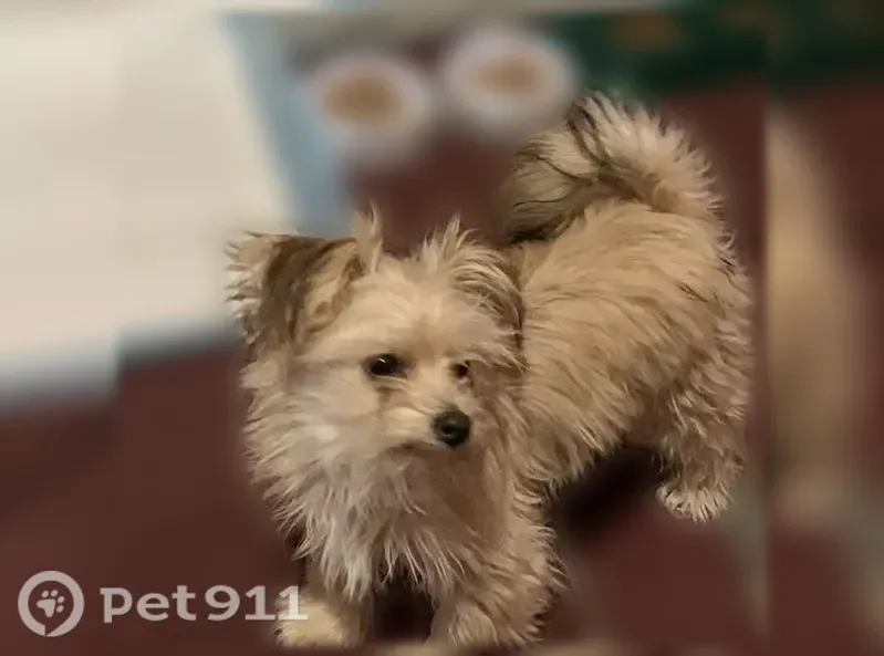 Lost male dog, Angora Terrace, Philadelphia — missing an eye due to injury - photo