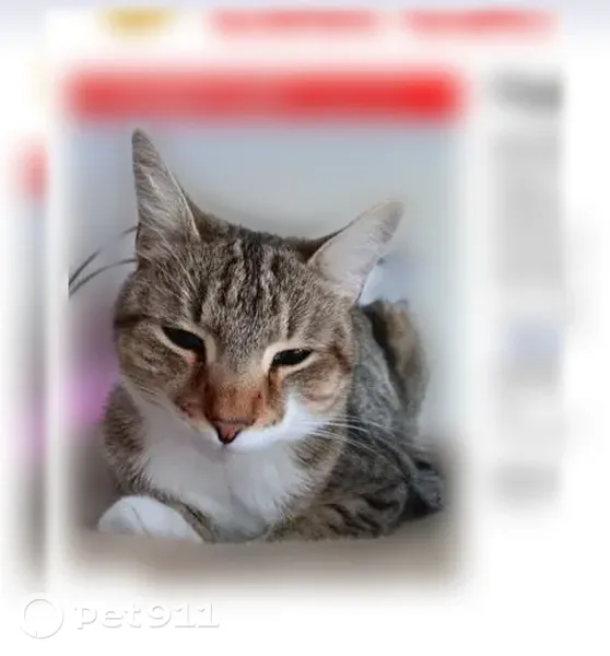 Lost cat, Clark Falls Road, 33, Orrington, Brewer — male with a white belly and chest - photo