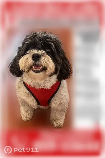 Lost dog, Great Neck, New York — black-and-grey male with a red collar - photo