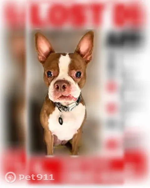 Lost male dog, Ridgewood Drive, 542, Antioch — wearing a Batman collar - photo