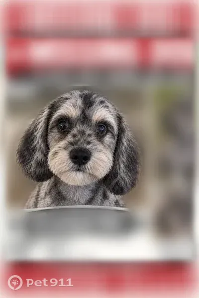 Lost dog, Denny Highway, 9132, Prosperity, Lexington — recently shaved, friendly - photo