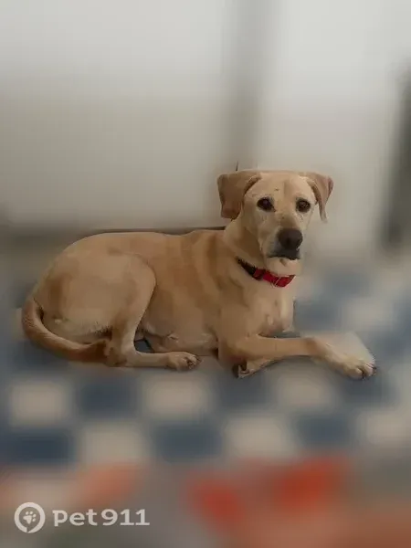 Lost dog, Banyan Boulevard, 621, West Palm Beach — male with a tan coat and red collar - photo