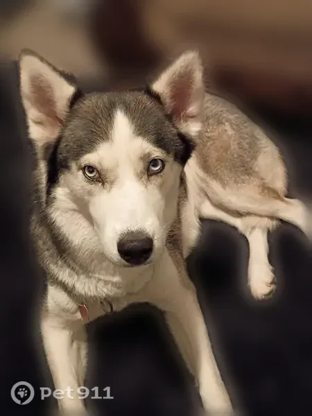 Lost dog, Roosevelt Boulevard, 908, Portsmouth — female Siberian Husky with blue eyes - photo