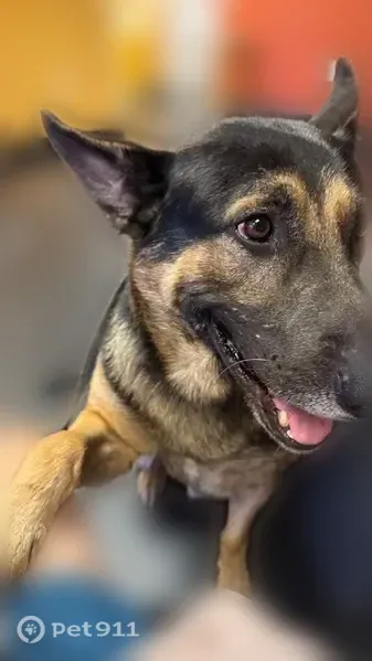 Lost dog, Dan Thomas Road, Sweet Home, Little Rock — male black and brown German shepherd - photo