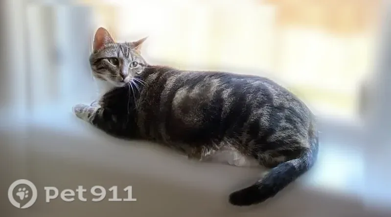 Lost Cat, Northam Drive, 11422, Tomball — female grey and black tabby with white feet - photo