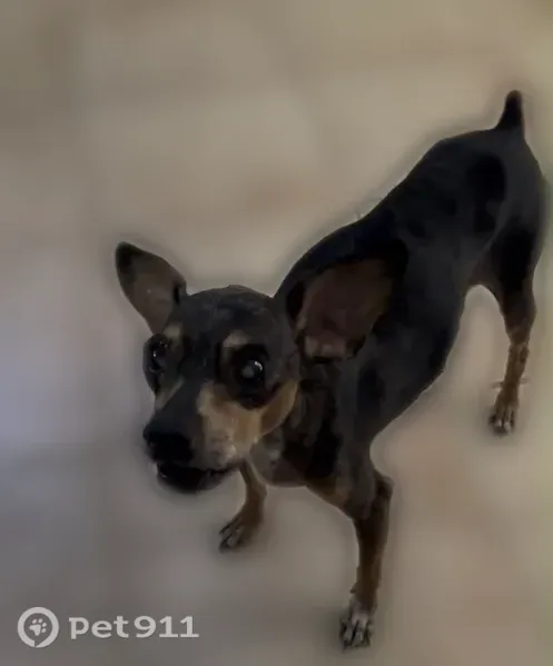 Lost dog, South Idaho Road, 2382, Apache Junction — blind male dog named Rocky - photo