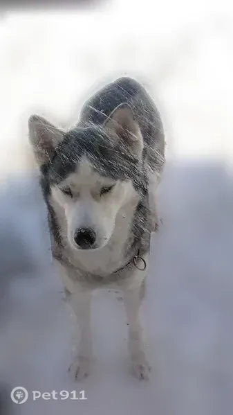 Lost Dog, Portsmouth, Virginia, Portsmouth — Black-and-White Siberian Husky with Blue Eyes - photo