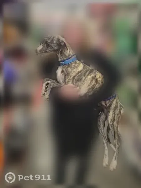 Lost dog, Lancaster — microchipped male puppy, shy with strangers - photo