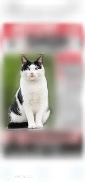 Lost cat, Meadow Pond Drive, 10066, Chamberlayne — male tuxedo cat with green eyes - photo