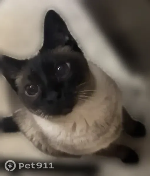 Lost cat, McKaig Road, Troy — tan, brown and black fur, big eyes - photo