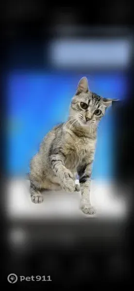 Lost cat, East Fulton Street, 180, Farmington — female with thumbs - photo