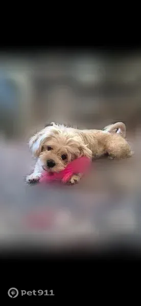 Lost female dog, Jodeco Road, Georgia, Atlanta — calm and friendly - photo