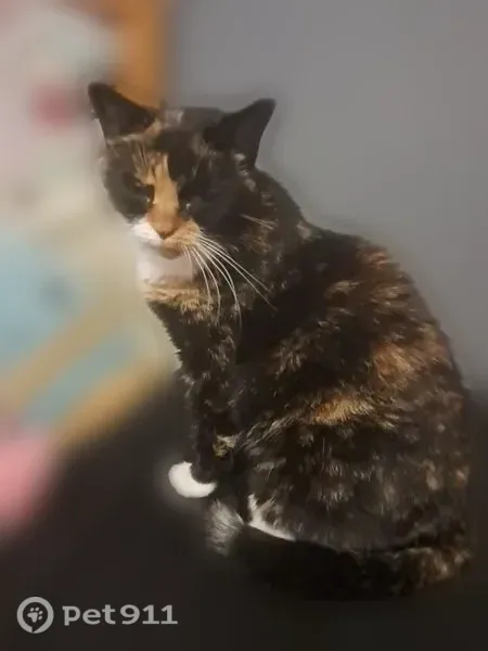 Lost female cat, Jordon Avenue, Cowarts, Cowarts — black, orange and white - photo