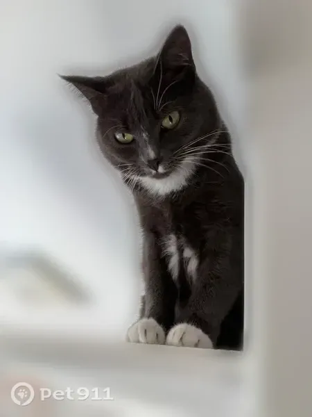 Lost cat, Vista Vereda, El Cajon, San Diego — dark grey domestic shorthair - photo