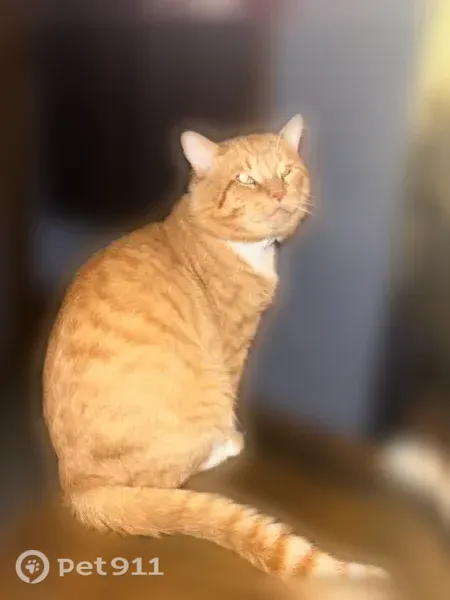 Lost cat, male, Douglas Street, 315, Jesup — affectionate orange tabby - photo