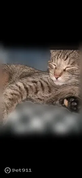 Lost cat, Broadway Avenue Northeast, 5680, Louisville, Chicago — female tabby with a white spot under her neck - photo