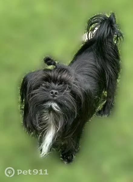 Lost Dog, Pattentown Road, Tennessee, Chattanooga — 8-lb neutered male with white chin and chest - photo