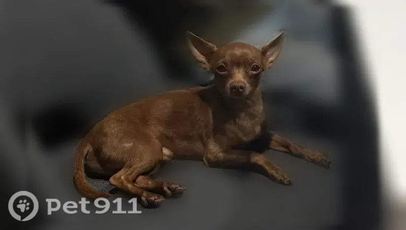 Lost Dog, Beachy Avenue, 9439, Los Angeles — male chihuahua with pointy ears - photo
