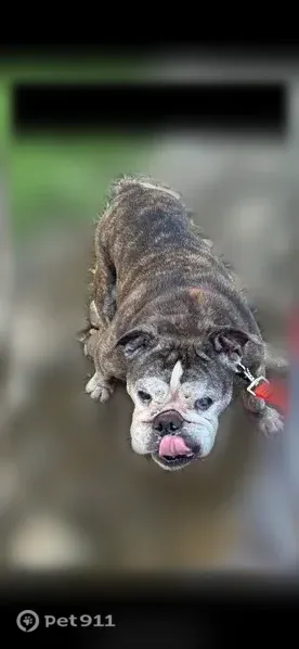 Lost dog, Riverbend Campground in Pigeon Forge, Nashville — female with a brindle coat and white face - photo