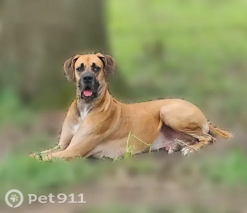 Lost male dog, Southwest 14 Street, 7765, Ocala — fawn Great Dane with a left-eye infection - photo