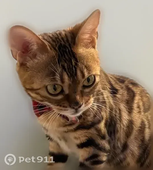 Missing cat Female, Baltimore (usl550073) - photo