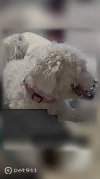 Lost dog, Sage Ranch Court, 9519, Albuquerque — female with white fur and a pink collar - photo