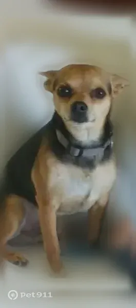 Lost dog, New Ross — male black-and-tan Chihuahua - photo