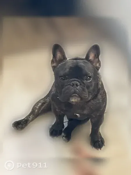 Lost dog, Bodega Drive, 6669, Spring Valley — small black male - photo