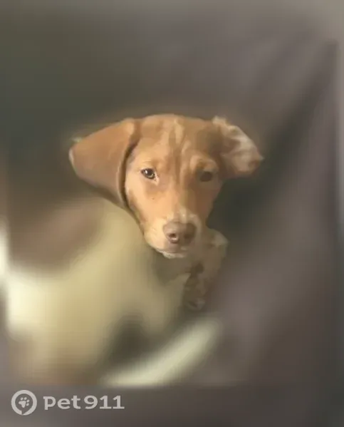 Lost dog, Roger Cole Road, Kentucky, Plum Springs — male beagle mix, 6 months old - photo
