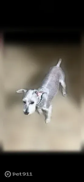 Lost dog, Tierra Halcon Drive, 14031, El Paso — white male schnauzer - photo