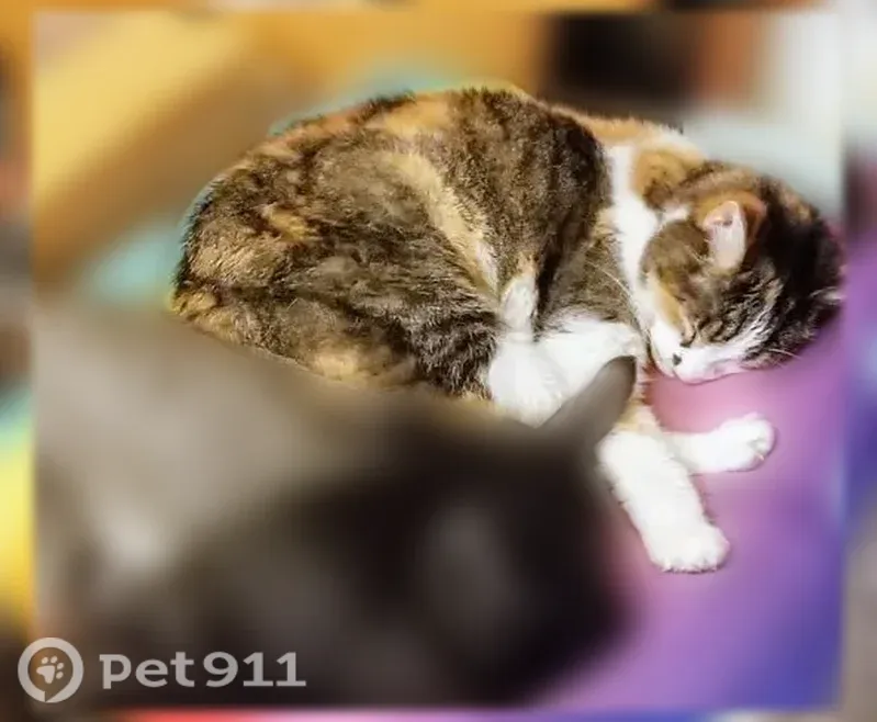 Lost male cat, South Beach Drive, 215, Monticello, Indianapolis — front declawed - photo