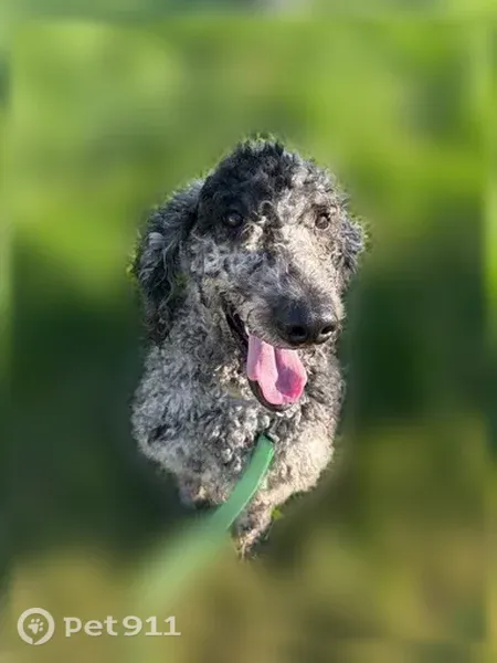 Missing dog Male, East Cleveland (usl550128) - photo