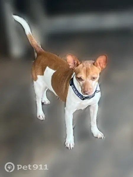 Lost male dog, Pelzer, South Carolina, Arlington — white Rat Terrier mix with amber eyes - photo