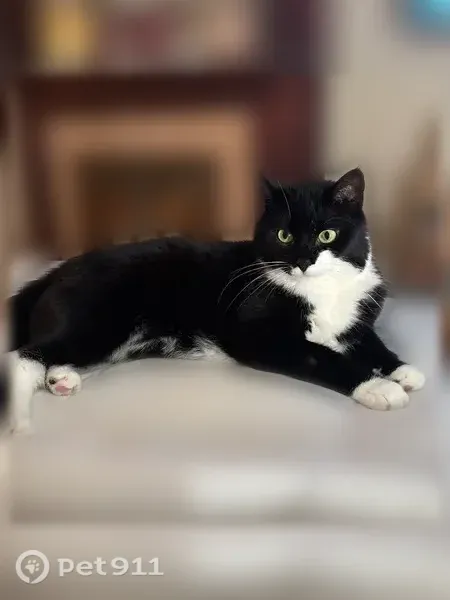 Lost cat, Hammell Boulevard, 4, Tottenham — female tuxedo cat with white paws - photo