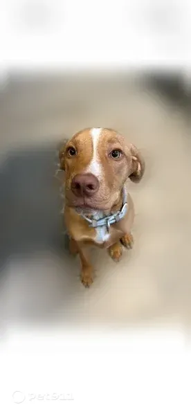Lost dog, South Elm Avenue, 1750, Sanford — male with white chest - photo