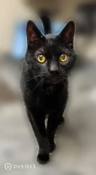 Lost cat, East Piedmont Road, 450, Phoenix — 16-year-old neutered male, black with white chest hairs - photo