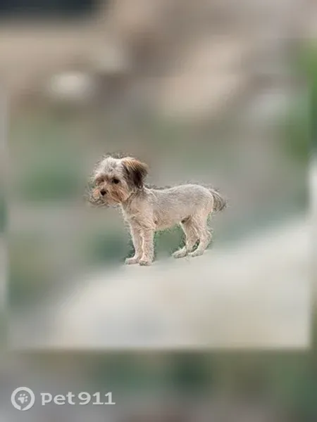 Lost dog, male, North Cashmere Way, Idaho, Rathdrum — teddy bear face - photo