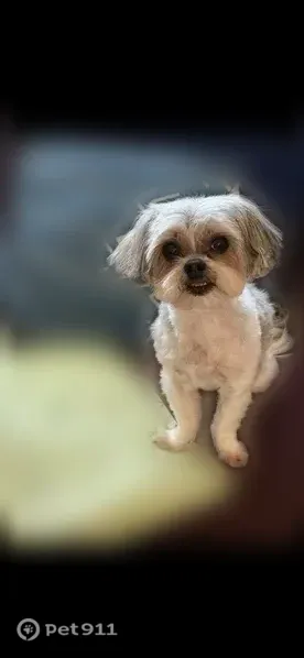 Lost dog, Admiralty Way, 15503, Lynnwood — female, white with brown patches - photo