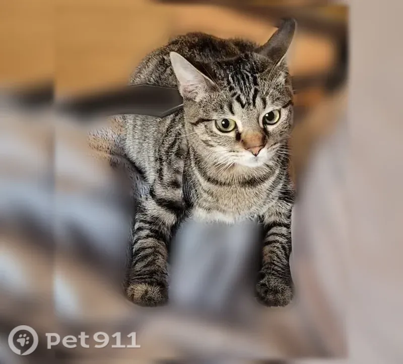 Lost cat, Pengrove Street, Cranston — friendly gray tabby - photo