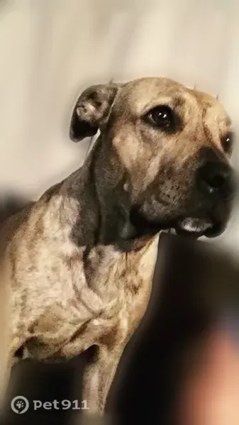 Lost dog, Needles, California, Phoenix — female, brown and black - photo