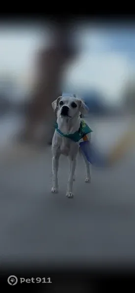 Lost dog, female, Church Avenue, 2805, Brooklyn — small and white with tan spots - photo